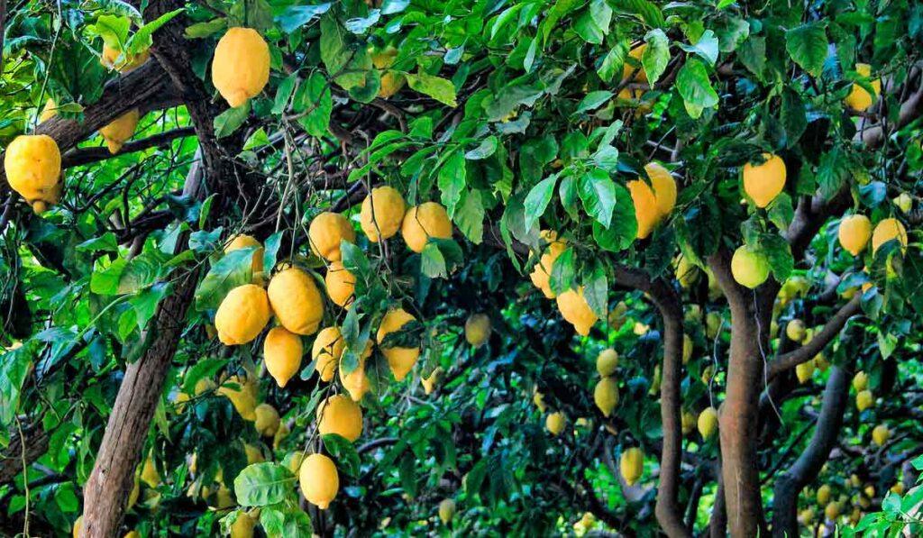 Pé de limão siciliano com frutos