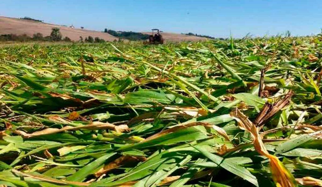 Formação de palhada de milho como cobertura do solo e formação de matéria orgânica no perfil para enfrentar a estiagem e garantir boa produção da lavoura