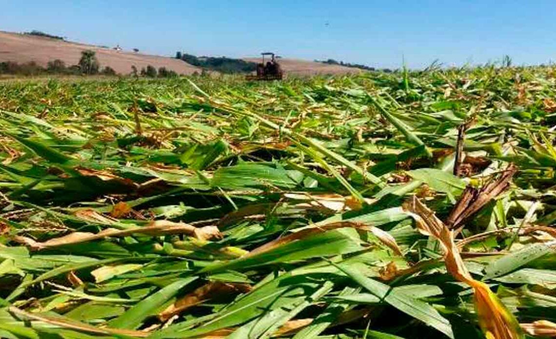 Formação de palhada de milho como cobertura do solo e formação de matéria orgânica no perfil para enfrentar a estiagem e garantir boa produção da lavoura