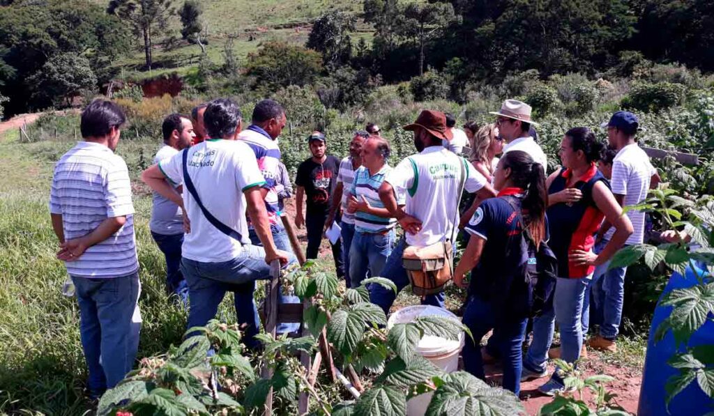 Dia de campo da Epamig em Maria da Fé/MG