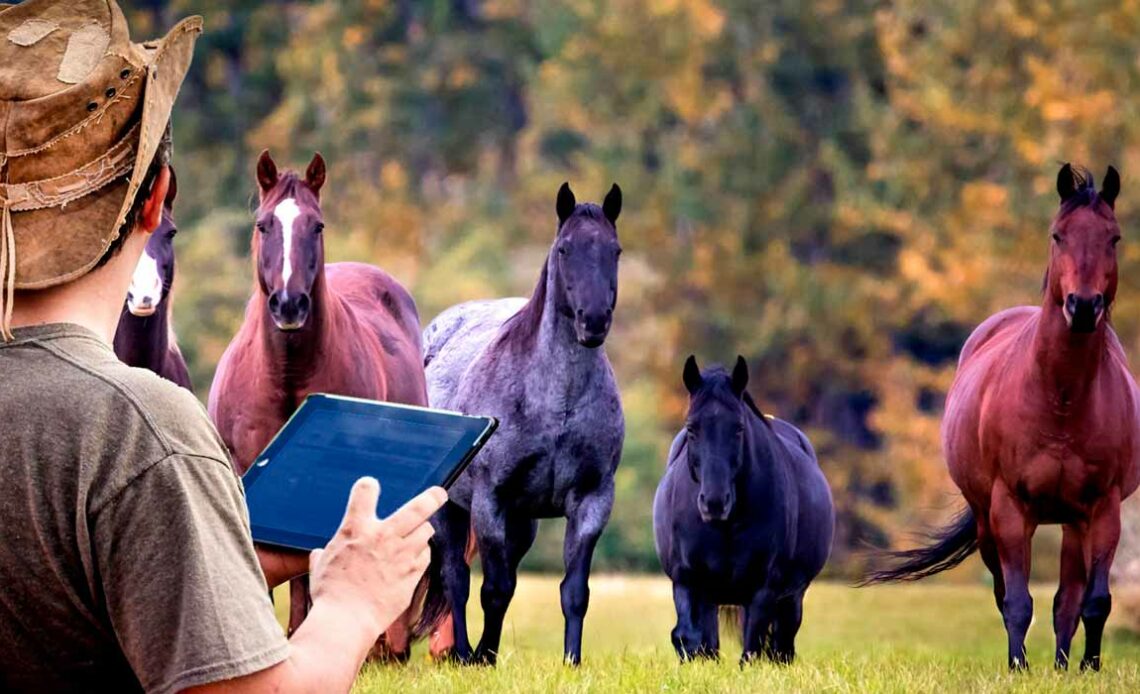 Equinocultor com Ipad em mãos e cavalos ao fundo no pasto