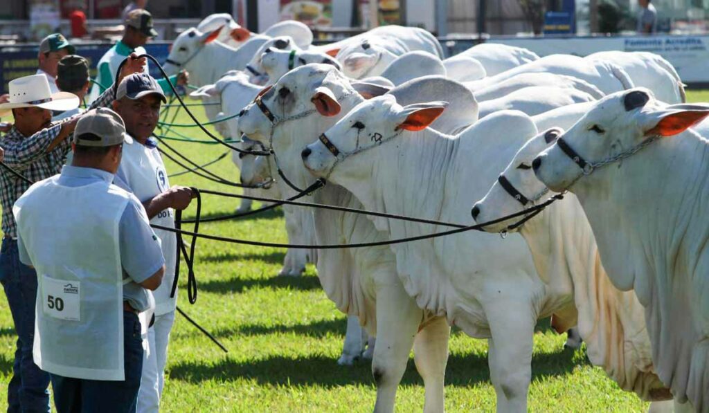 Exposição agropecuária - Nelores na pista com seus apresentadores