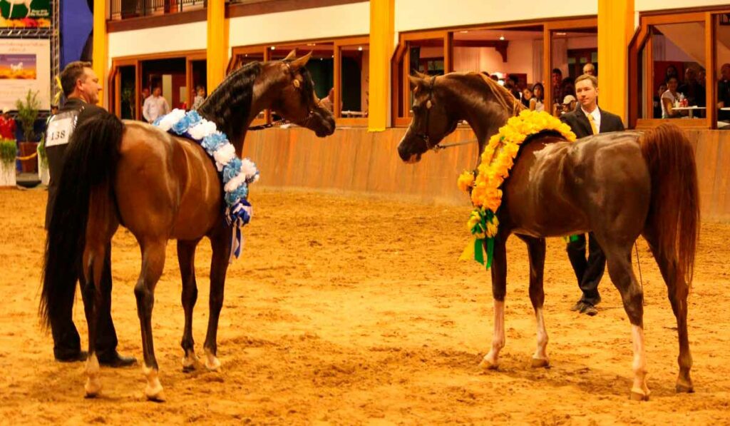 Exposição Nacional do Cavalo Árabe - apresentadores com seus cavalos