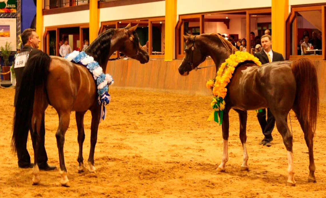 Exposição Nacional do Cavalo Árabe - apresentadores com seus cavalos