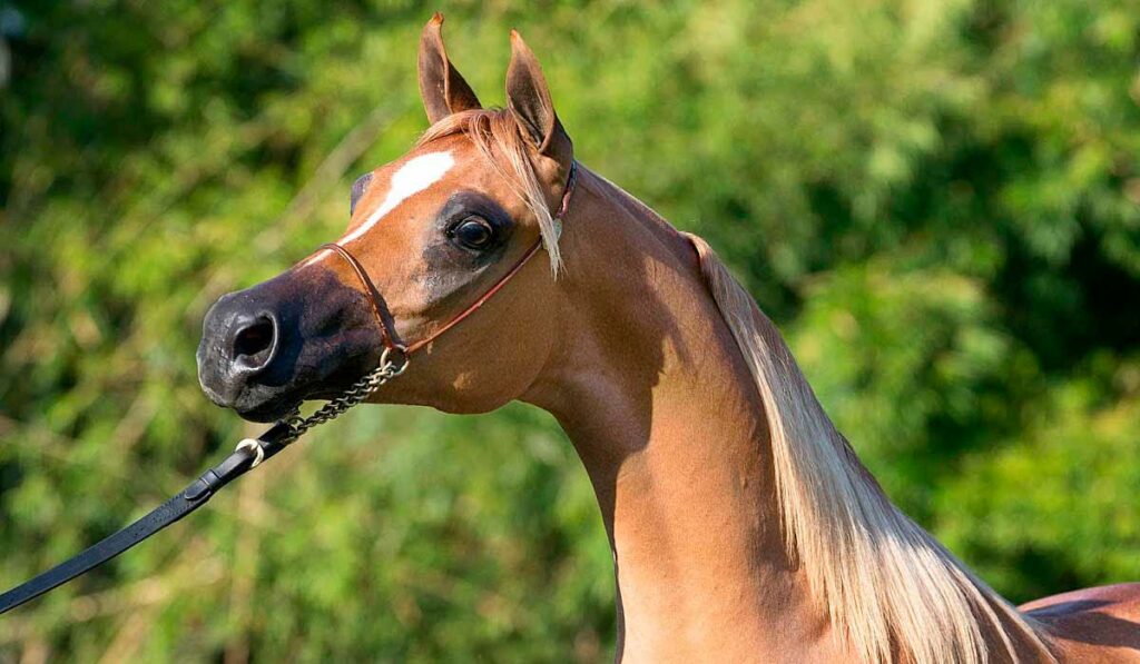 Cavalo árabe na pista de julgamento