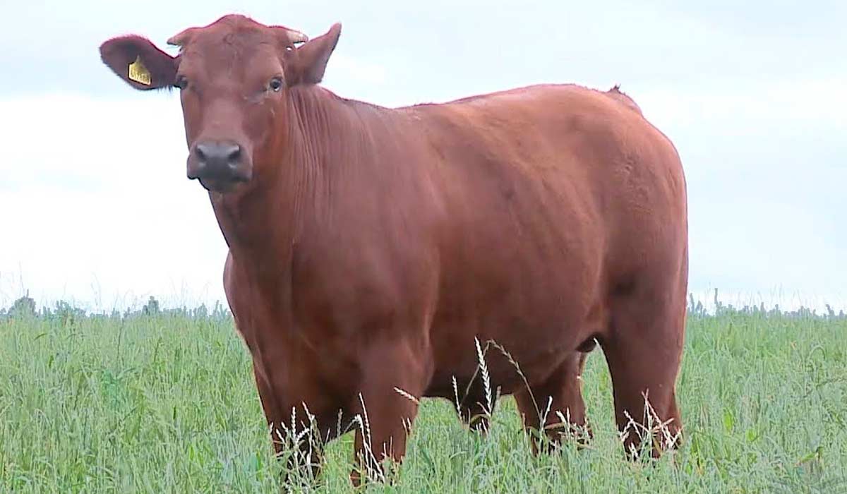 Touro da raça Flamenga