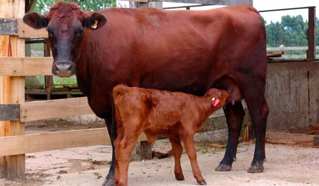 Vaca flamenga com bezerro ao pé mamando