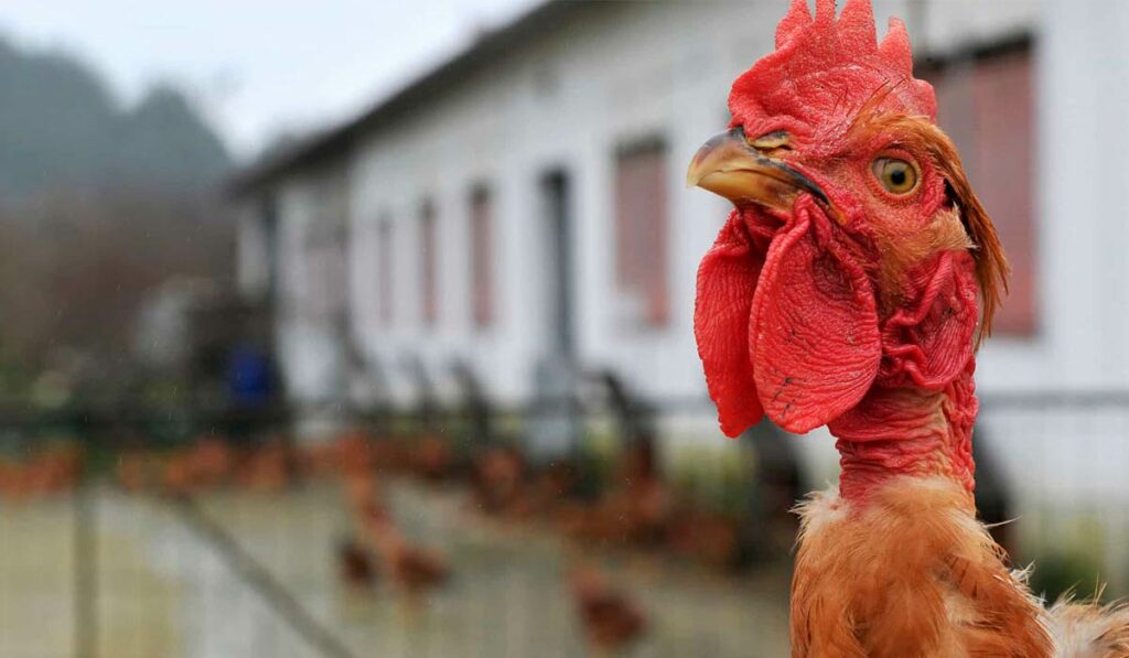 Frango caipira com galpão de criação ao fundo