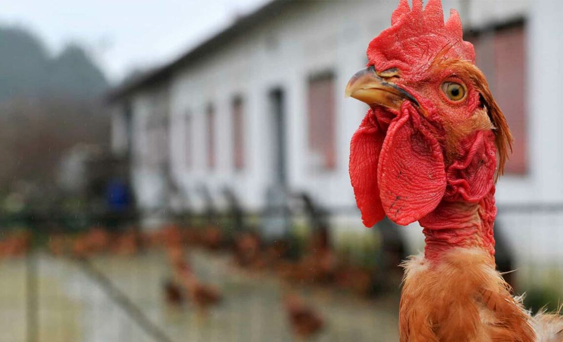 Frango caipira com galpão de criação ao fundo