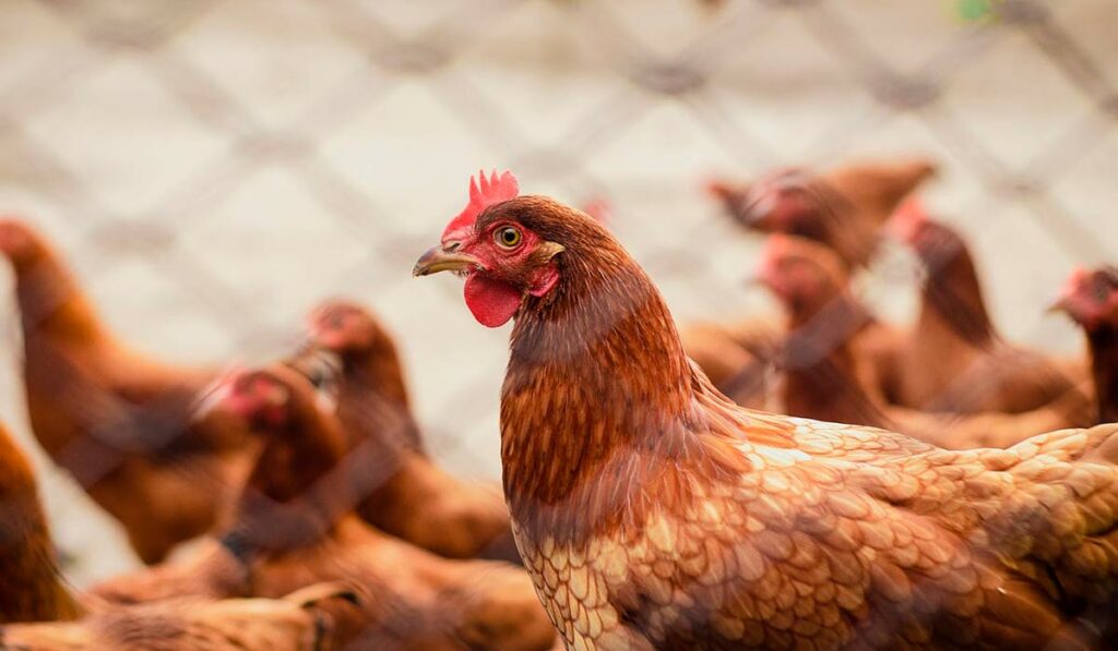 Cercado repleto de galinhas em pequena avícola