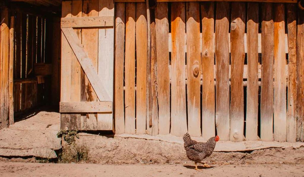 Cercado de madeira para pequenas avícolas