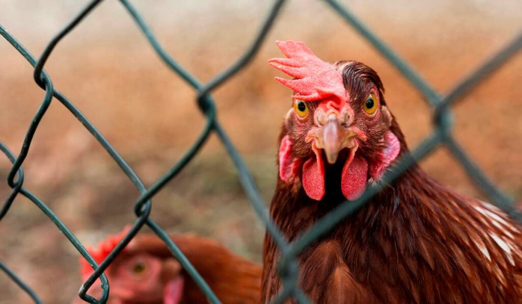 Galo por trás de um cercado numa pequena avícola