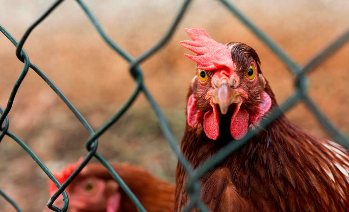 Galo por trás de um cercado numa pequena avícola