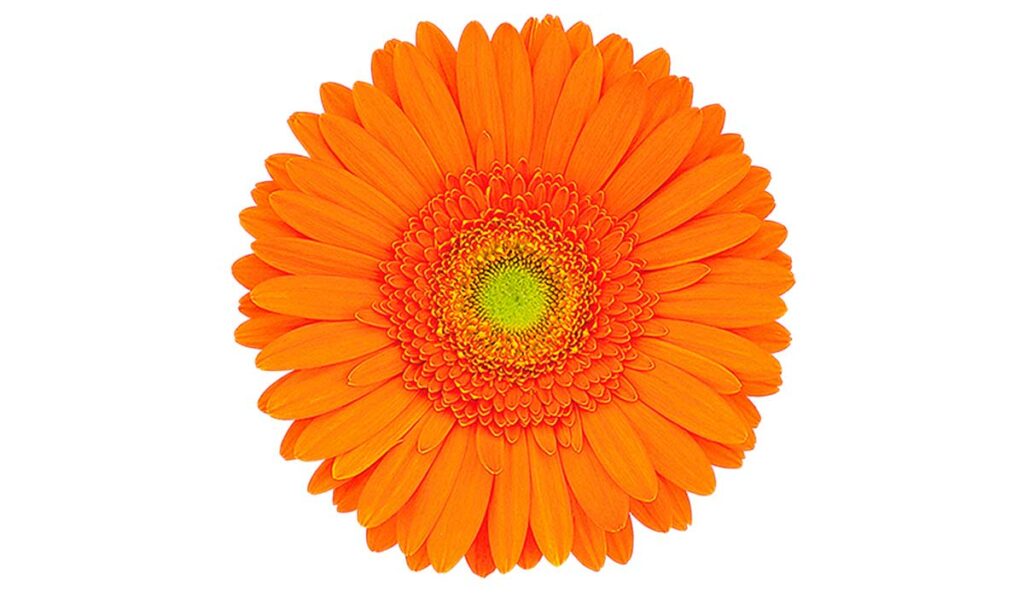 Flor gérbera laranja simbolizando a fragilidade de uma criança