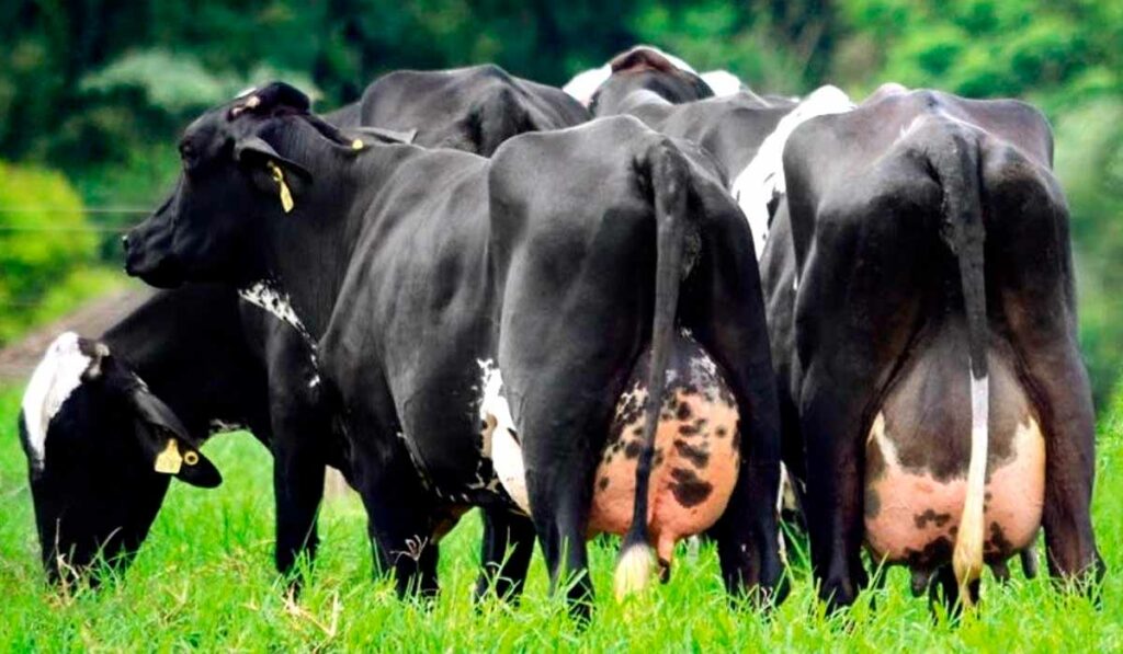 Vacas girolando pastando