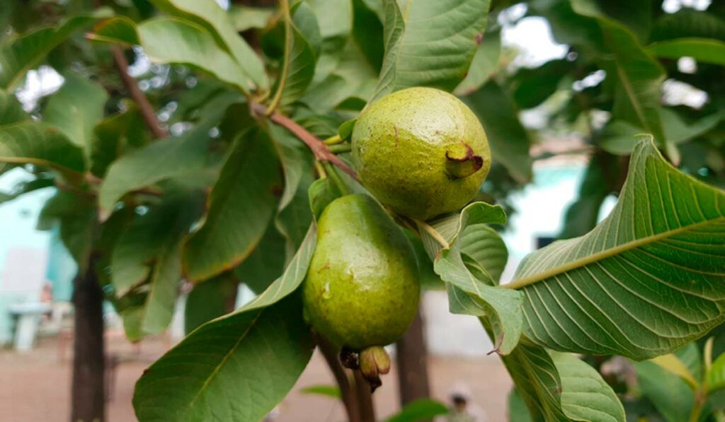 Goiabeira com frutos