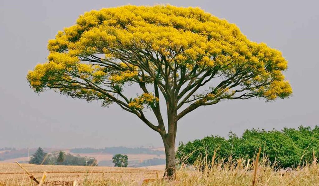 Guapuruvu (Schizolobium parahyba)