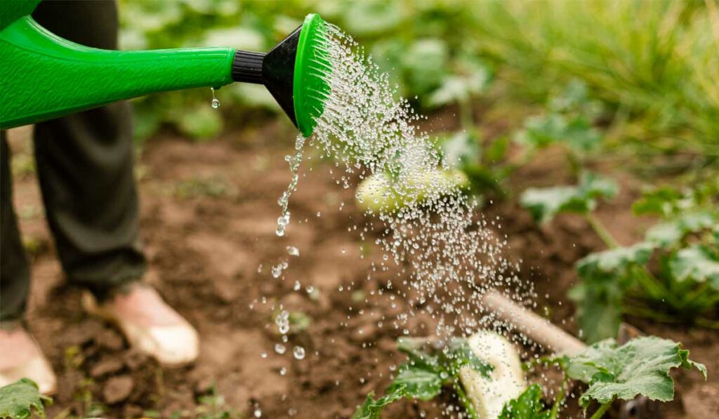 Agricultor regando as plantas com um regador