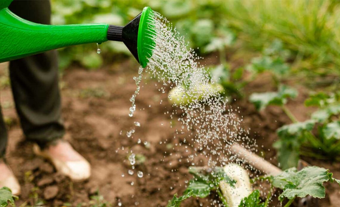 Agricultor regando as plantas com um regador