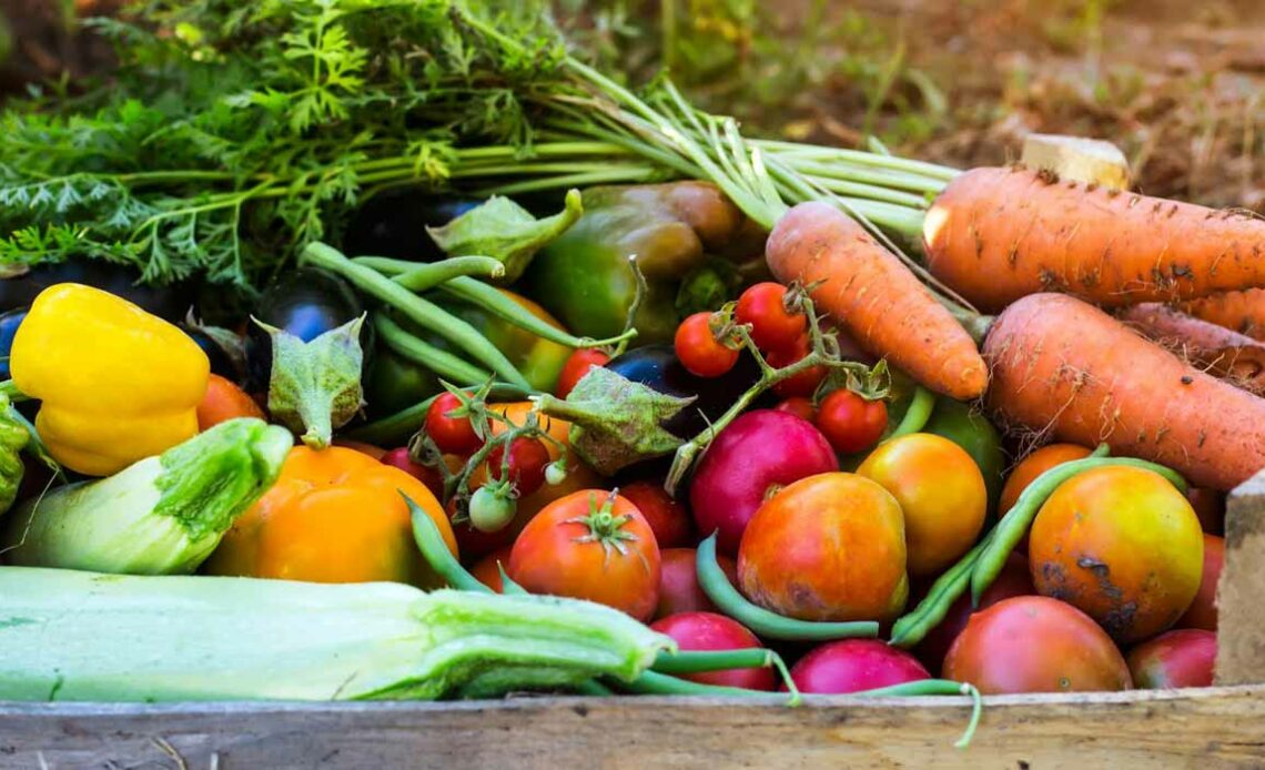 Colheita da horta - cesta com legumes colhidos