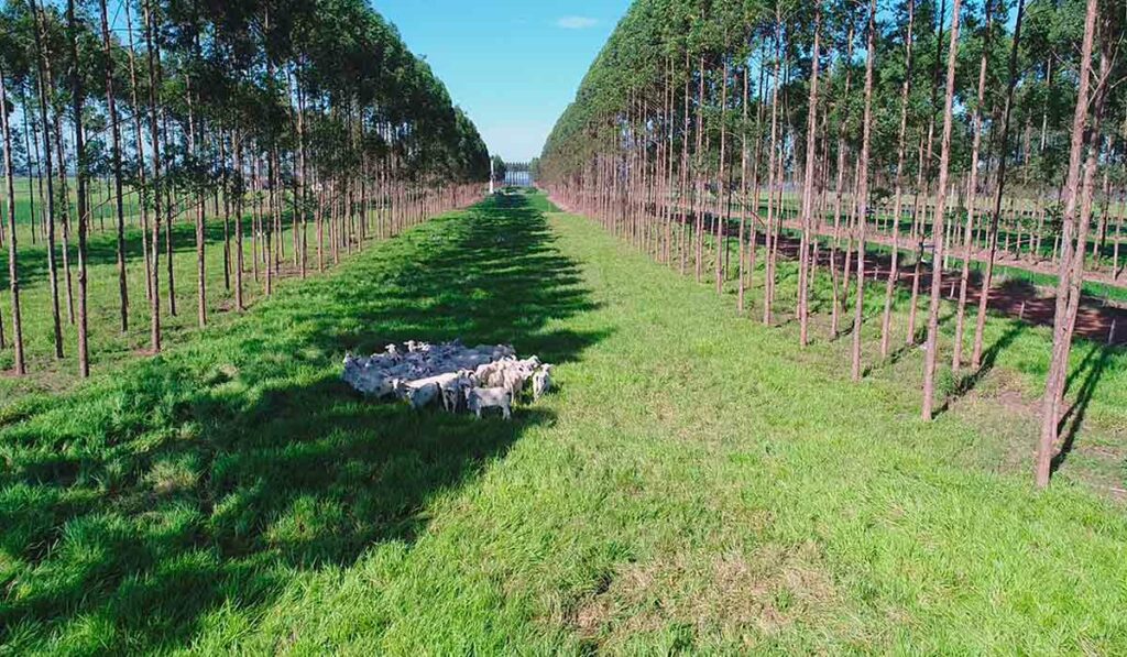 Nelores no pasto na sombra com fileiras laterais de eucaliptos