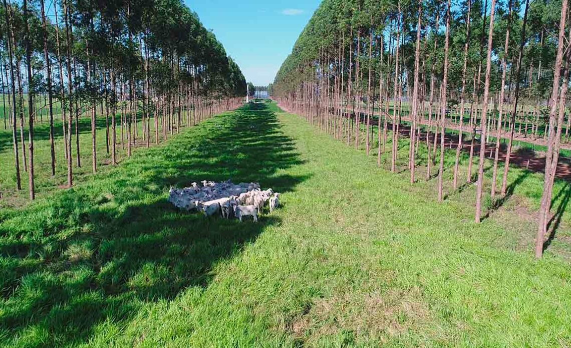 Nelores no pasto na sombra com fileiras laterais de eucaliptos