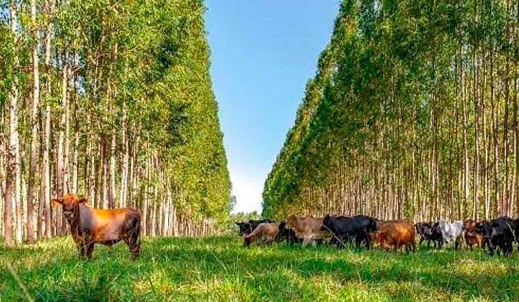 ILPF - Bois pastando com talhões laterais de eucaliptos