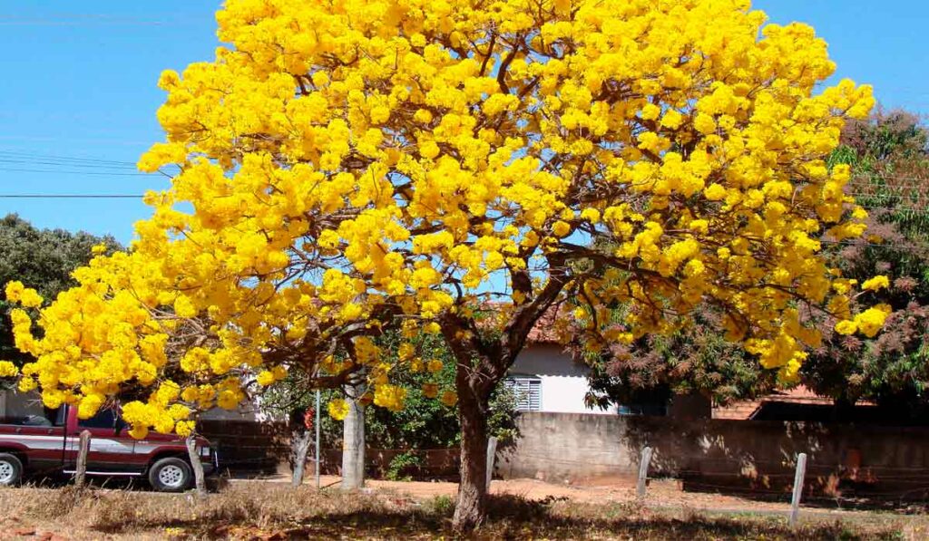 Ipê amarelo (Tabebuia serratifolia)