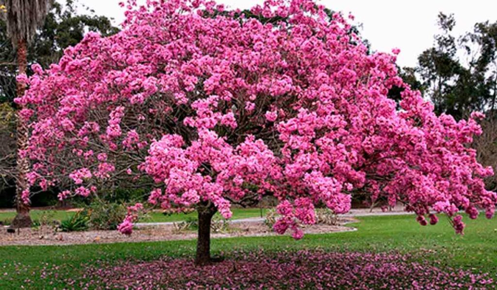 Ipê roxo (Tabebuia avellanedae/Handroanthus impetiginosus)