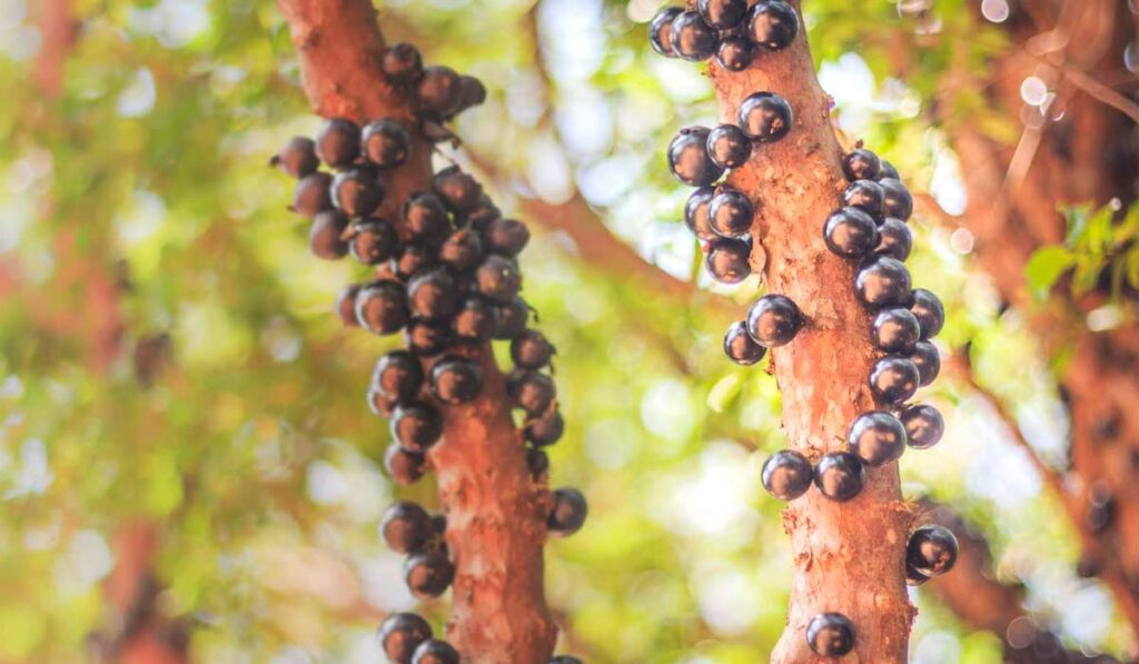 Pé de jabuticaba com frutos