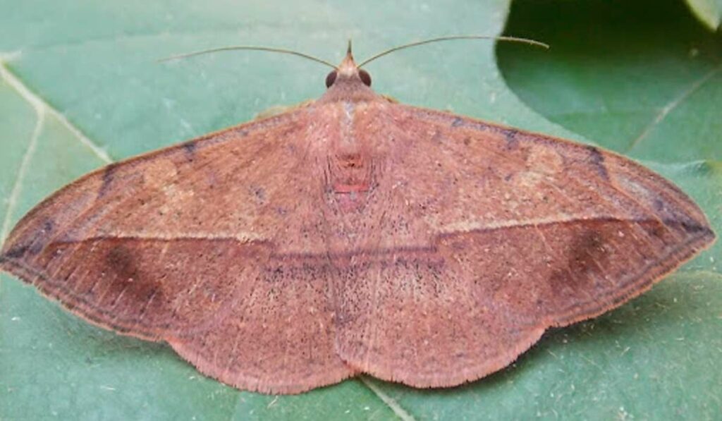 Mariposa Anticarsia gemmatalis