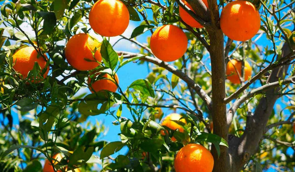 Laranjeira com frutos