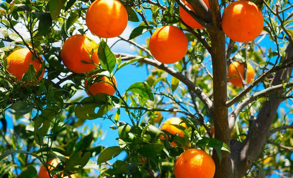 Laranjeira com frutos