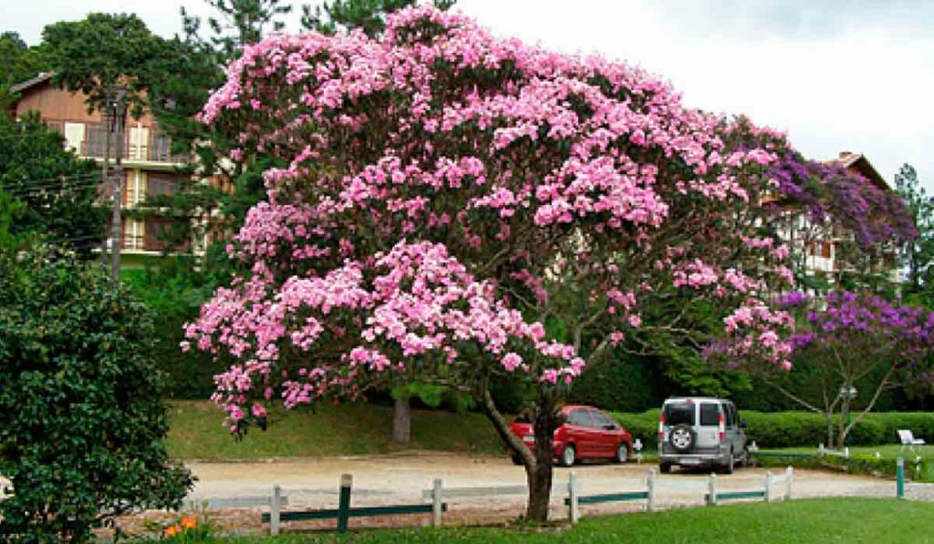 Manacá-da-Serra (Tibouchina mutabilis)