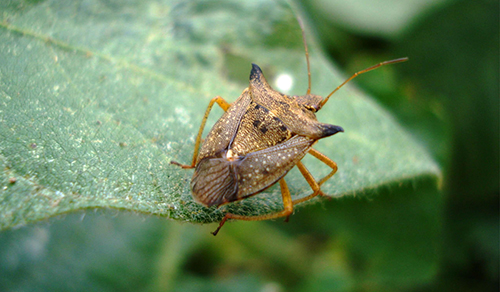 Controle integrado de pragas - Percevejo sobre uma folha