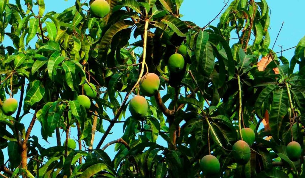 Mangueira (Mangifera indica) com frutos