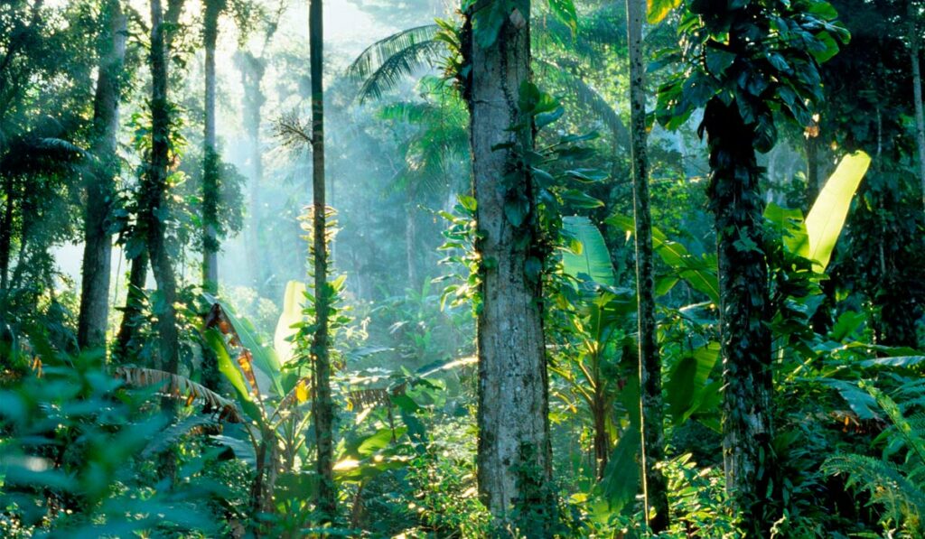 Ambiente no interior da Mata Atlântica