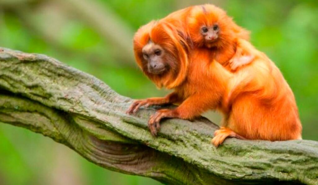 Mico leão dourado (Leontopithecus rosalia) - Espécie endêmica da Mata Atlântica do Rio de Janeiro na região do município de Casimiro de Abreu