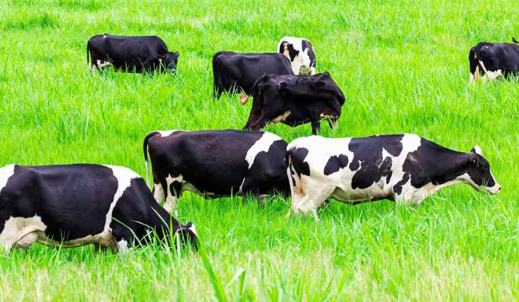 Vacas holandesas pastando no piquete