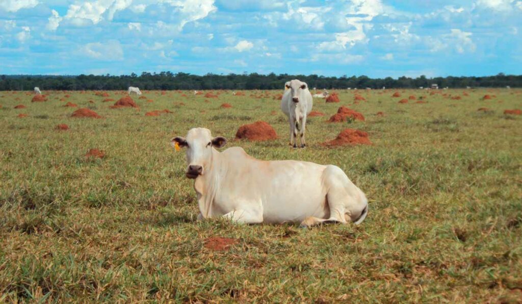 Pastagem degradada com cupinzeiros e poucas cabeças de gado - Baixa produtividade