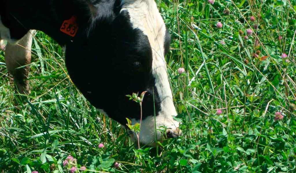 Vaca holandesa em pastagem de inverno