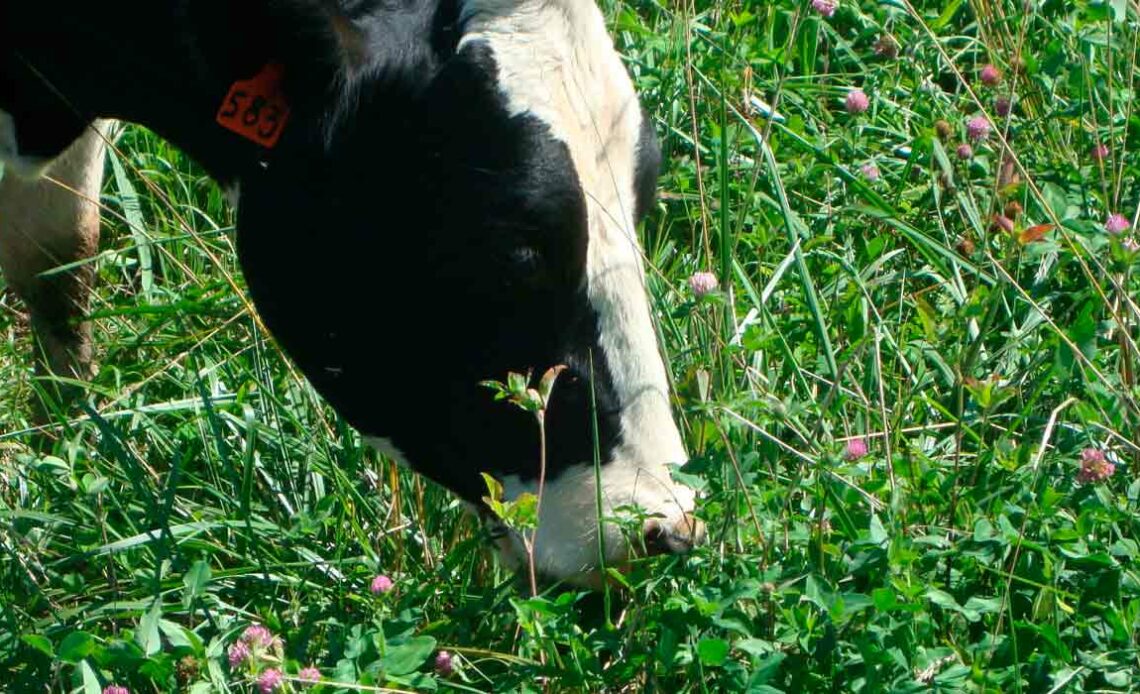 Vaca holandesa em pastagem de inverno