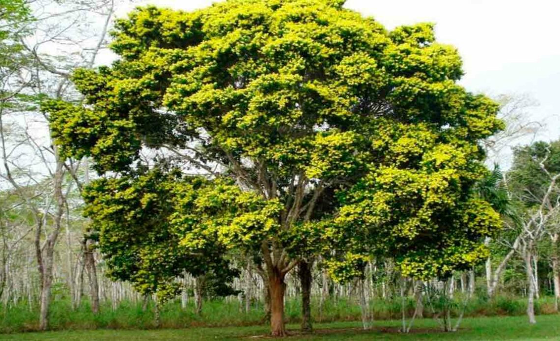 Pau Brasil (Paubrasilia echinata) florido