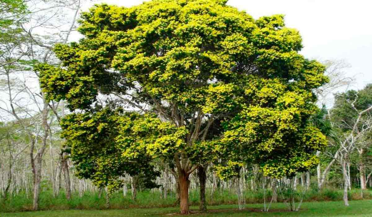 Pau Brasil (Paubrasilia echinata) florido