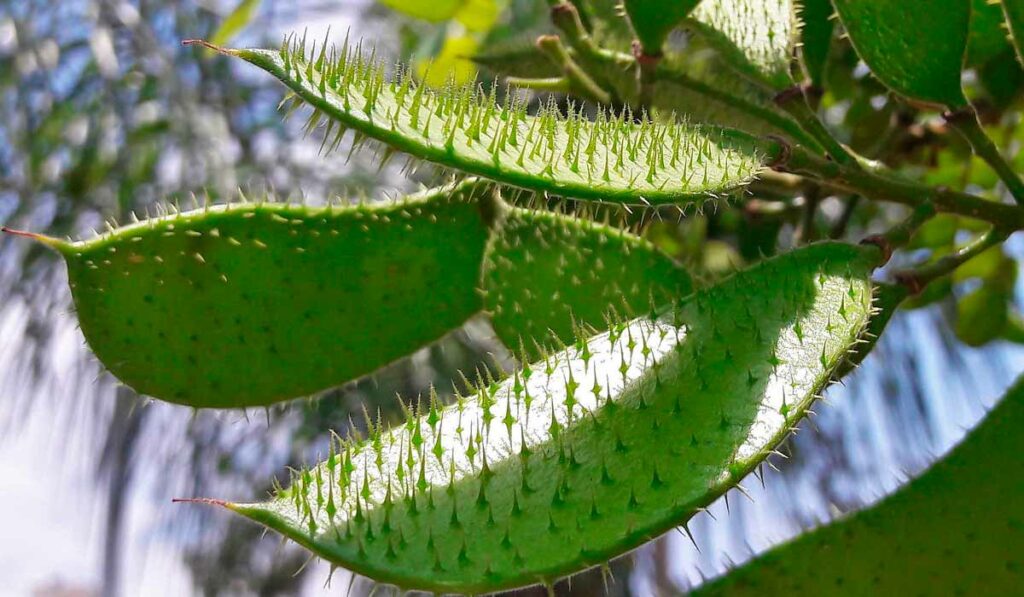 Legumes ainda verdes