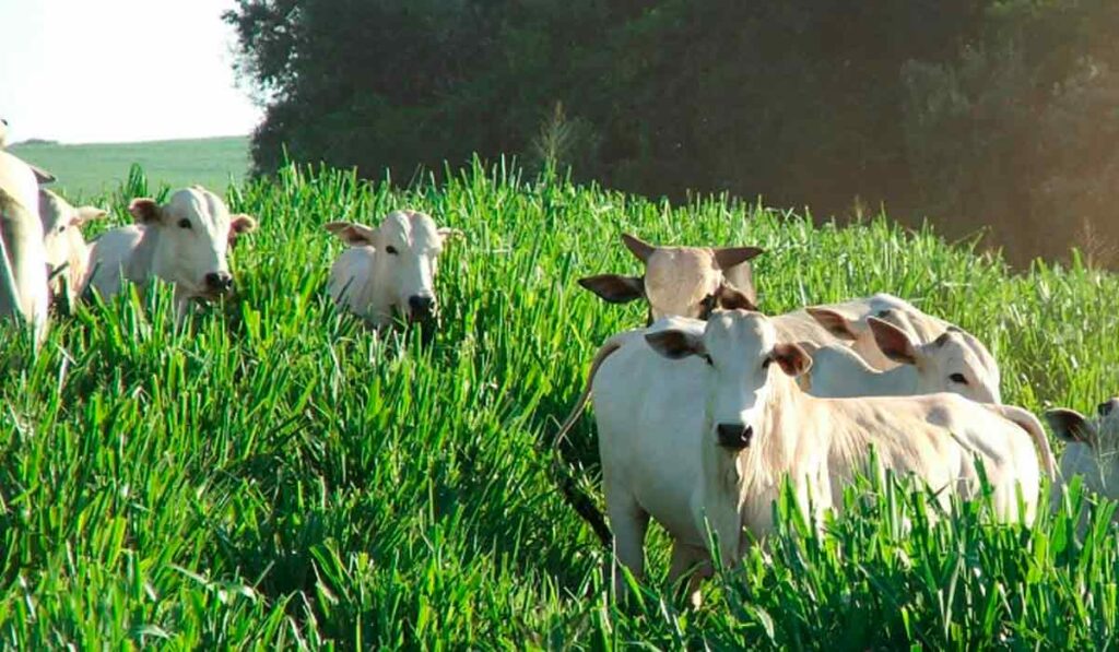 Pasto produtivo com gado nelore e integração com floresta