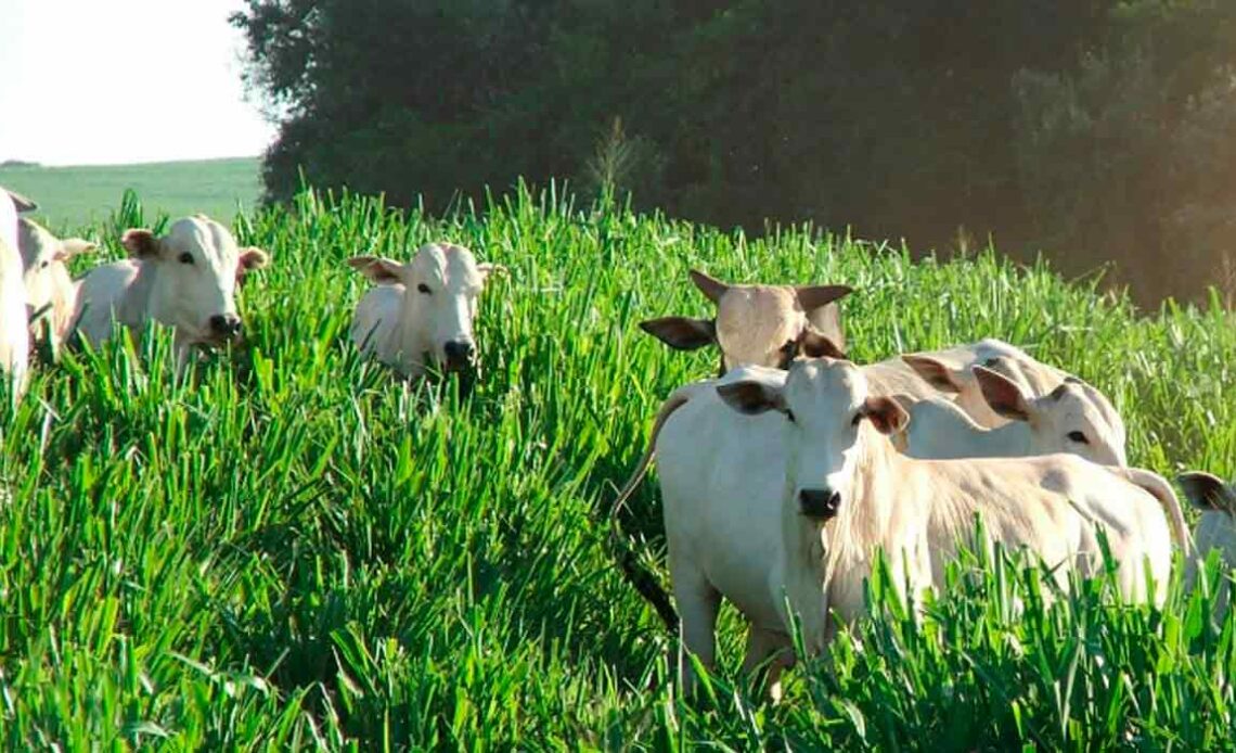 Pasto produtivo com gado nelore e integração com floresta