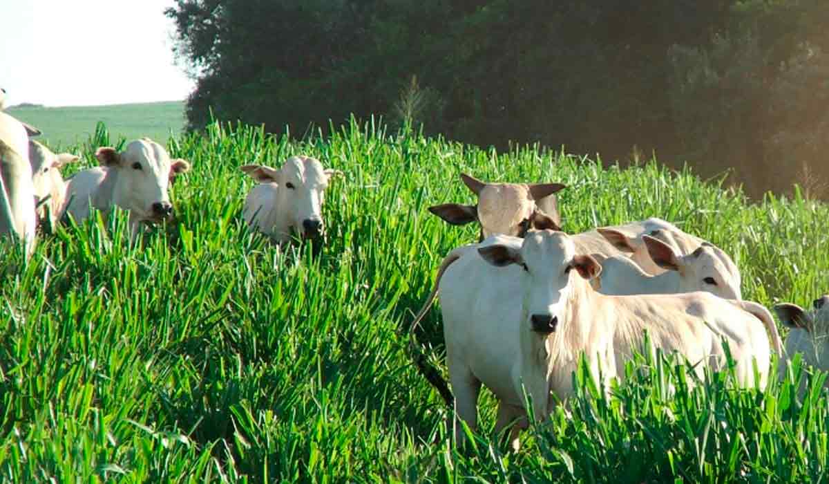 Pasto produtivo com gado nelore e integração com floresta