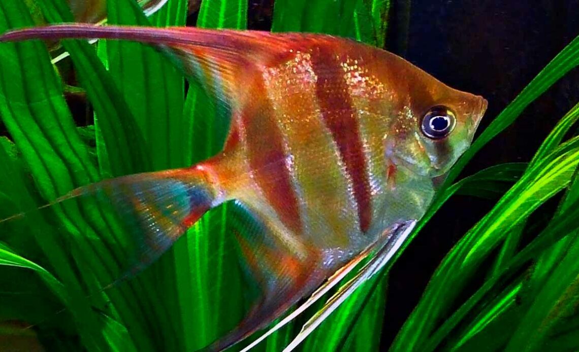 Acará bandeira (Pterophyllum scalare)