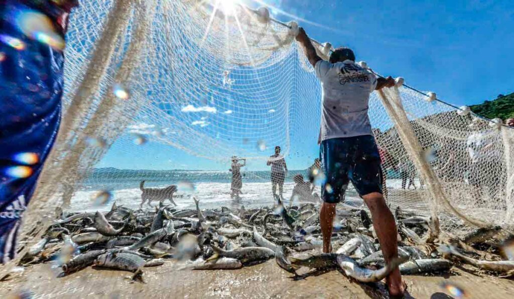Arrasto de praia é modalidade mais antiga da captura da tainha no litoral catarinense - Foto: Joyce Reinert/ND